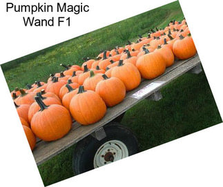Pumpkin Magic Wand F1
