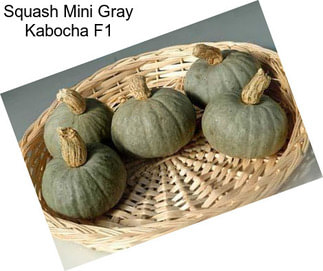 Squash Mini Gray Kabocha F1