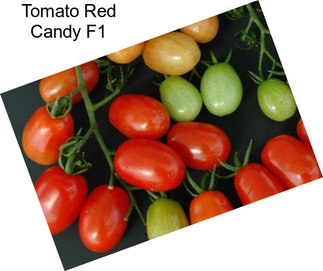 Tomato Red Candy F1