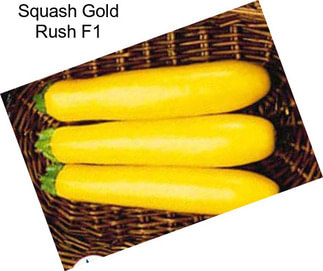 Squash Gold Rush F1