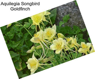 Aquilegia Songbird Goldfinch