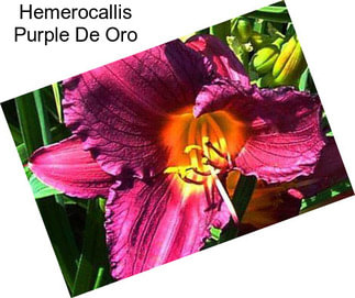 Hemerocallis Purple De Oro