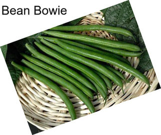 Bean Bowie