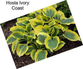 Hosta Ivory Coast