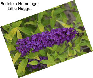 Buddleia Humdinger Little Nugget