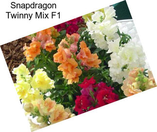 Snapdragon Twinny Mix F1