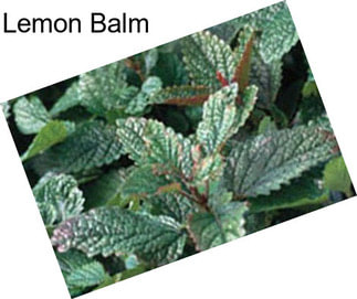 Lemon Balm