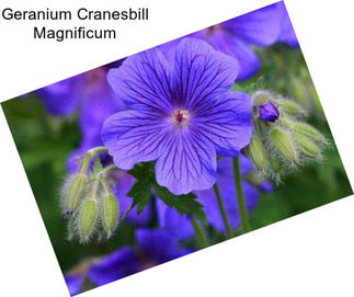 Geranium Cranesbill Magnificum
