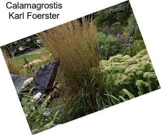 Calamagrostis Karl Foerster