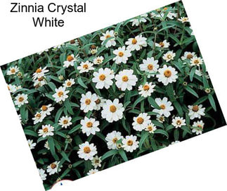 Zinnia Crystal White