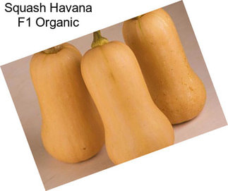 Squash Havana F1 Organic
