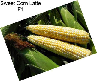 Sweet Corn Latte F1