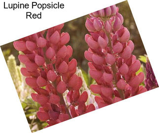 Lupine Popsicle Red