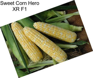 Sweet Corn Hero XR F1