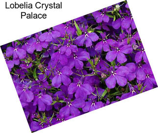 Lobelia Crystal Palace