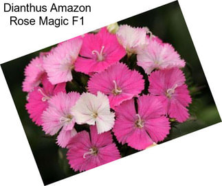 Dianthus Amazon Rose Magic F1