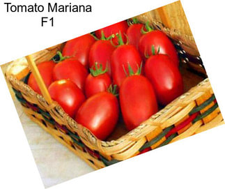 Tomato Mariana F1