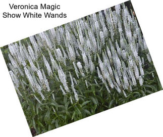 Veronica Magic Show White Wands