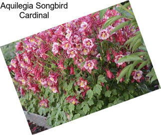 Aquilegia Songbird Cardinal