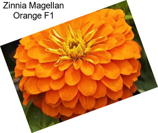 Zinnia Magellan Orange F1