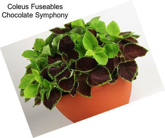 Coleus Fuseables Chocolate Symphony