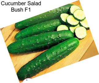 Cucumber Salad Bush F1