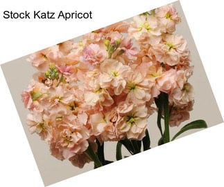 Stock Katz Apricot