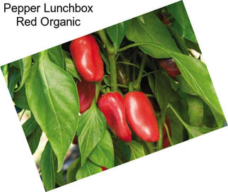 Pepper Lunchbox Red Organic