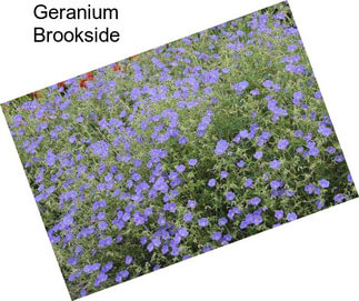 Geranium Brookside