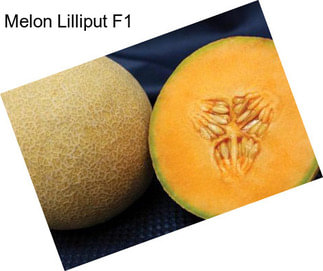 Melon Lilliput F1