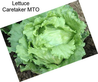 Lettuce Caretaker MTO