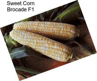 Sweet Corn Brocade F1