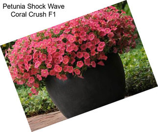 Petunia Shock Wave Coral Crush F1