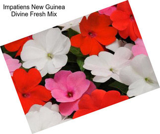 Impatiens New Guinea Divine Fresh Mix