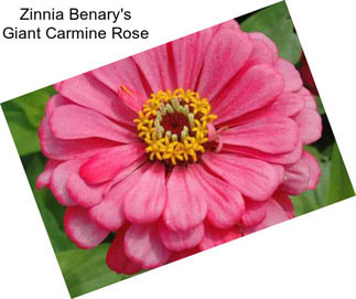 Zinnia Benary\'s Giant Carmine Rose