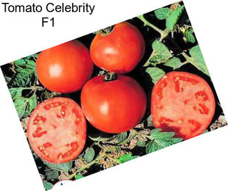 Tomato Celebrity F1