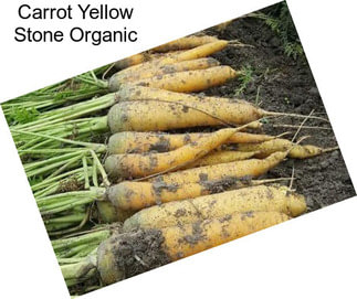 Carrot Yellow Stone Organic