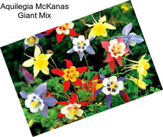 Aquilegia McKanas Giant Mix