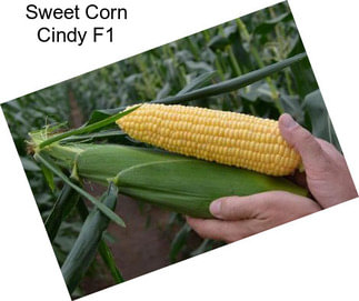 Sweet Corn Cindy F1