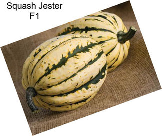 Squash Jester F1