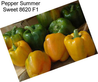 Pepper Summer Sweet 8620 F1