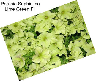 Petunia Sophistica Lime Green F1