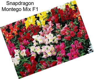 Snapdragon Montego Mix F1