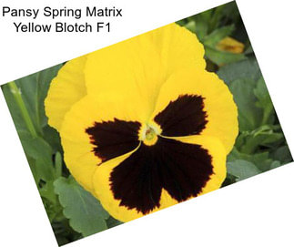 Pansy Spring Matrix Yellow Blotch F1