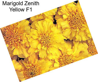 Marigold Zenith Yellow F1