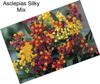 Asclepias Silky Mix