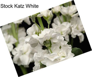 Stock Katz White