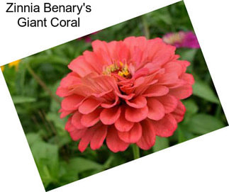 Zinnia Benary\'s Giant Coral