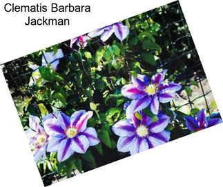 Clematis Barbara Jackman