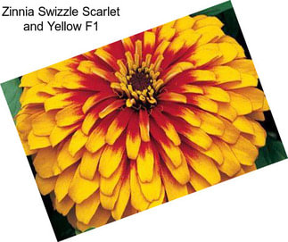 Zinnia Swizzle Scarlet and Yellow F1